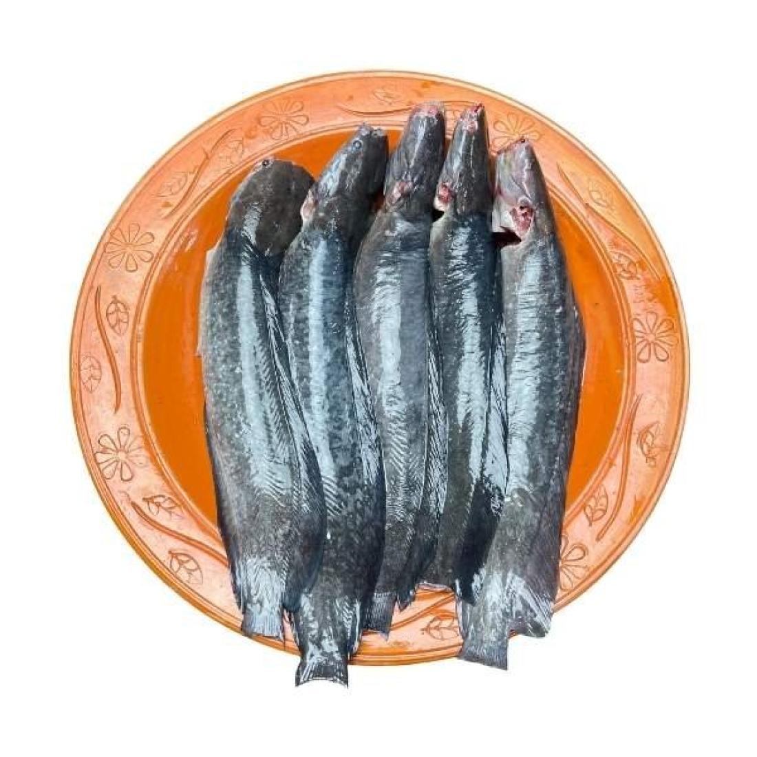 দেশি মাগুর মাছ